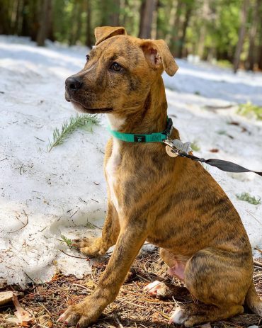 pocket pitbull breeders