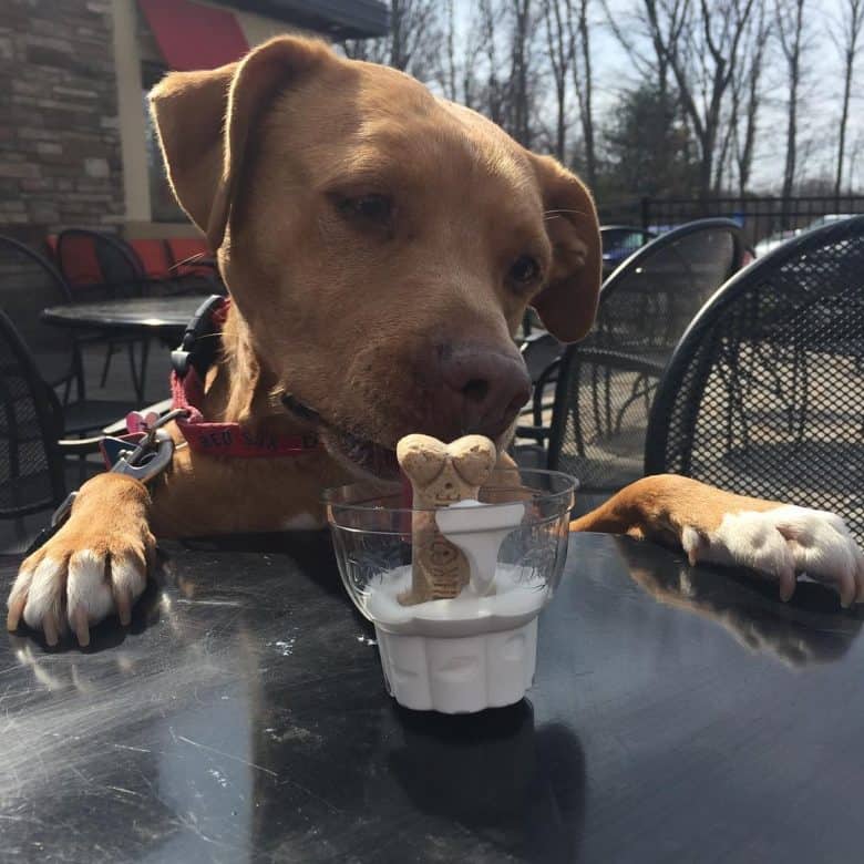 Pocket Pitbull with treats