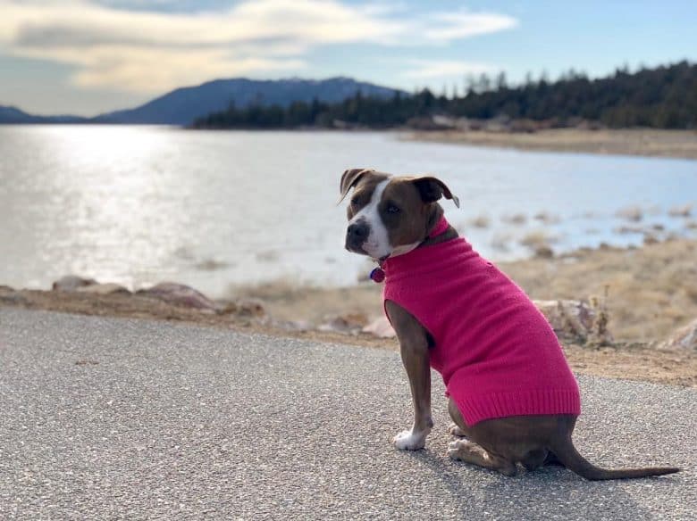 Pocket Pitbull wearing a sweater while outdoors