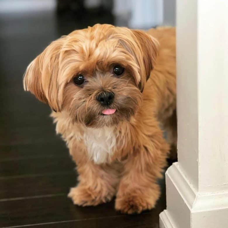 shih poo yorkie mix