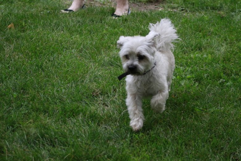 Shorkie dog with a stick