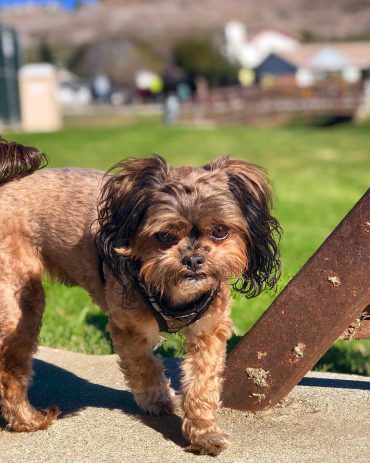 shorkie poodle mix