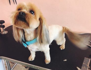 Is the Shih Tzu Yorkie Mix the Right Dog For You? - K9 Web