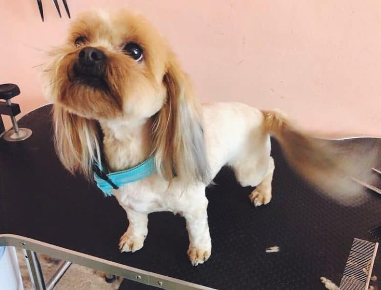 Shih Tzu Yorkie Mix with short hair standing on a groomer's table