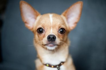 A Chihuahua close up