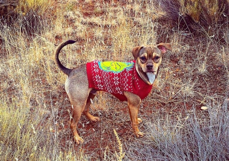 An adult Chihuahua Pitbull mix