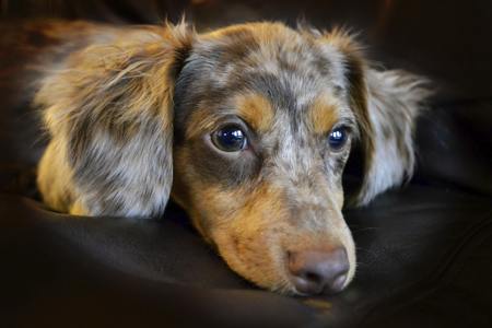 Merle colored Chiweenie lying on the couch