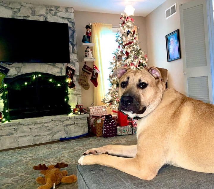 German Shepherd Pitbull mix