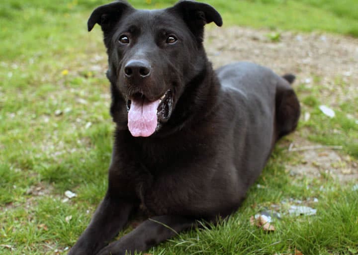 german shepherd lab mix size