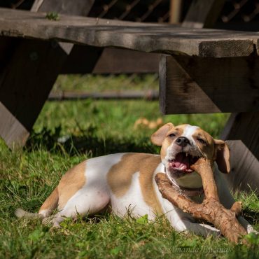 Pitbull Chihuahua Mix lying in the sun and chewing on a stick