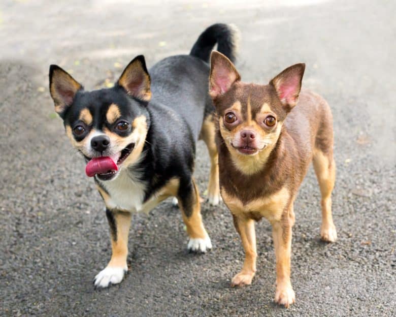 Black and brown Chihuahuas
