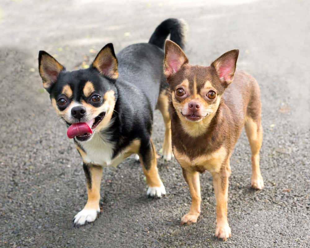 Pitbull Chihuahua Mix: A Guide to Owning a Chipit - K9 Web