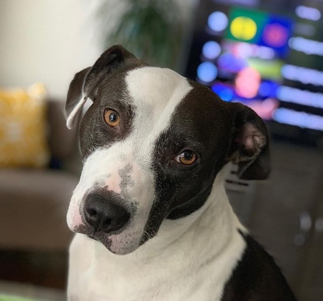 a Black and white Pocket Pitbull
