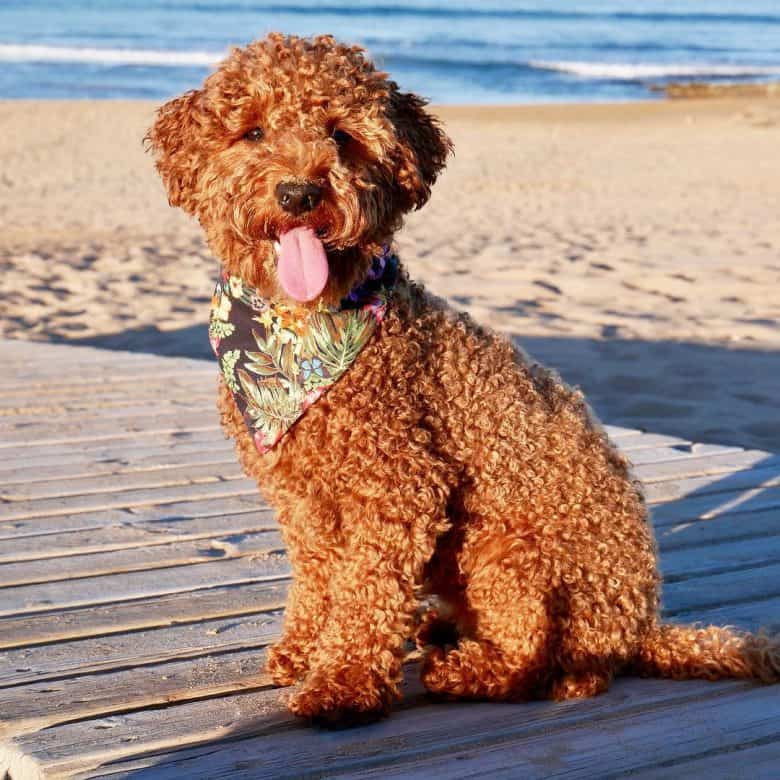 Poodle sitting outdoors