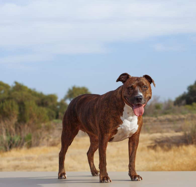 American Pit Bull Terrier standing outside