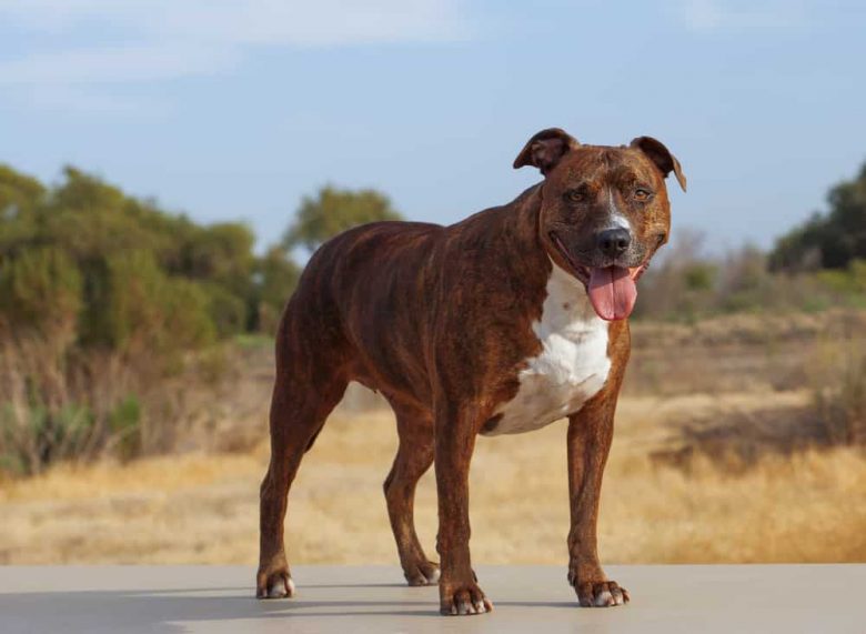 American Pit Bull Terrier standing outside