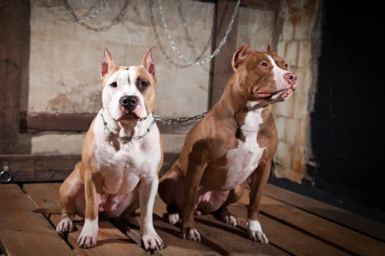 best american pitbull terrier breeders