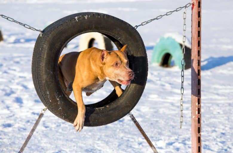 American Pit Bull Terrier jumping through a tire