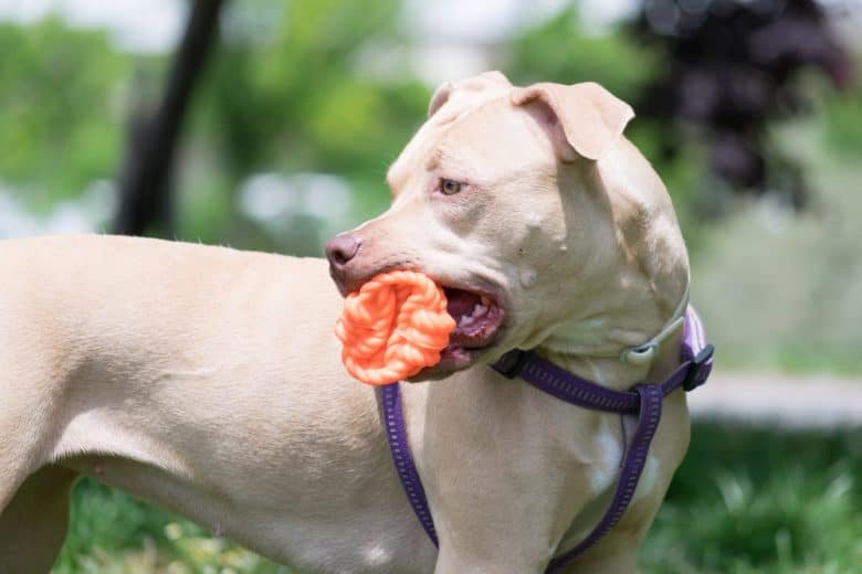 American Pit Bull Terrier playing with a toy