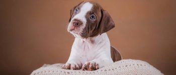 American Pit Bull Terrier puppy