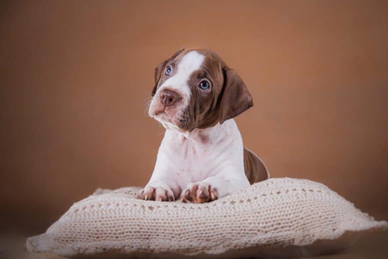 American Pit Bull Terrier puppy