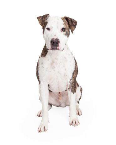 Cute American Pit Bull Terrier