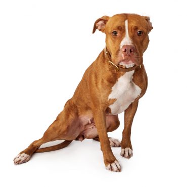 Pit Bull with a sad expression