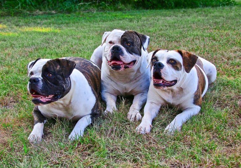 Three American Bulldogs lying on the grass