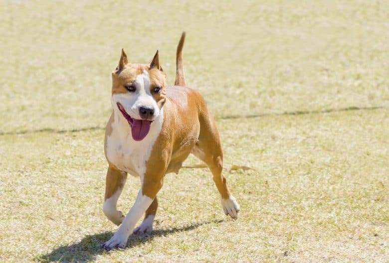 American Staffordshire Terrier running with its tongue out