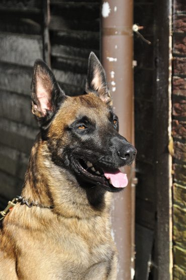 Belgian Malinois portrait shot