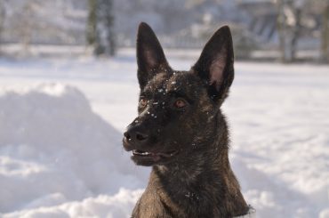 Dutch Shepherd in the snow