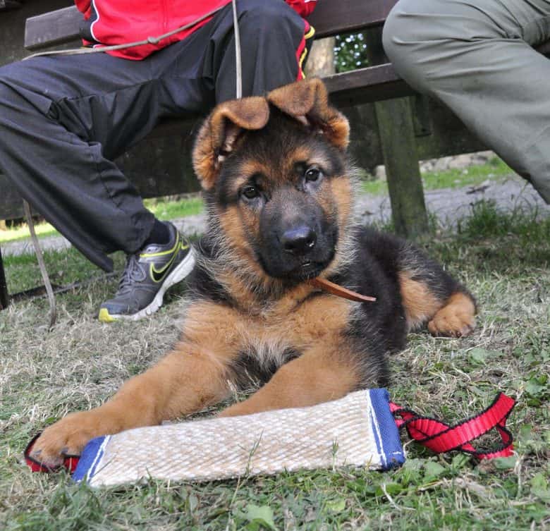 A German Shepherd puppy playing in the grass