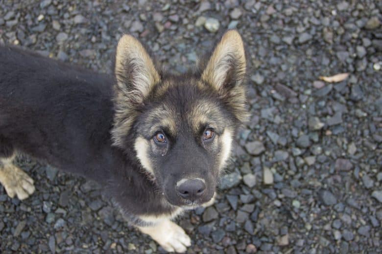 A GSD puppy looks up