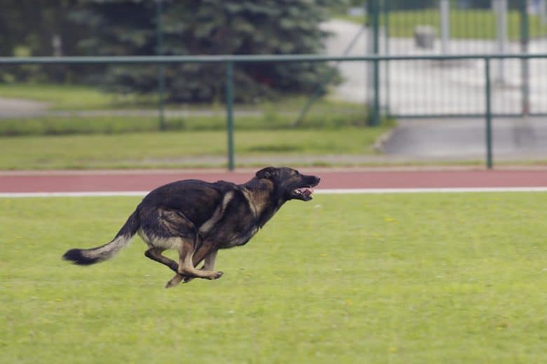 German Shepherd running fast