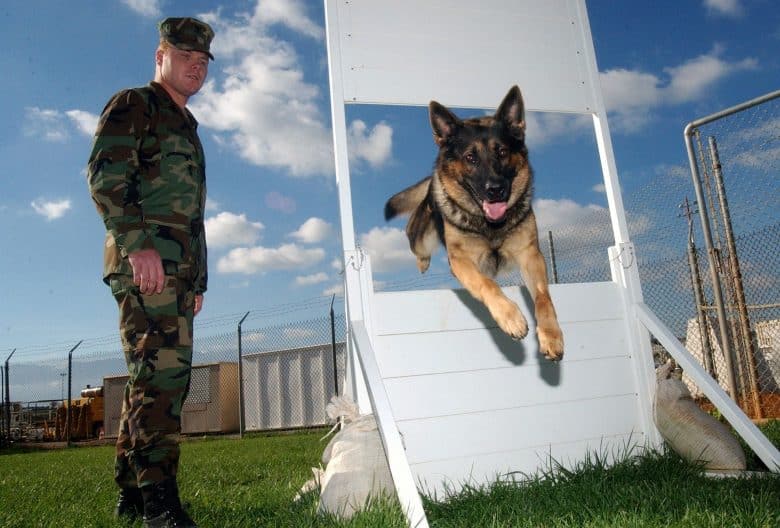 A German Shepherd runs the course