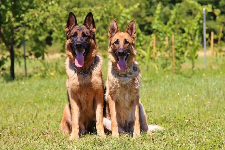 Two German Shepherds standing outside