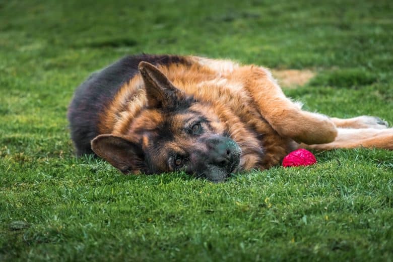 A GSD rolling in the grass