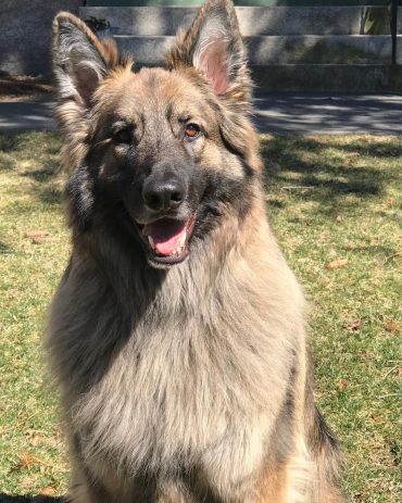 Beautiful long haired Shiloh Shepherd sitting outdoors