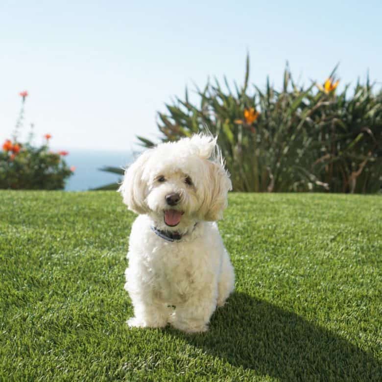 White Shih Tzu Poodle mix standing on the lawn with its tongue out