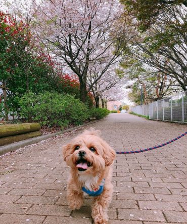 Shih Poo out on a walk in the park