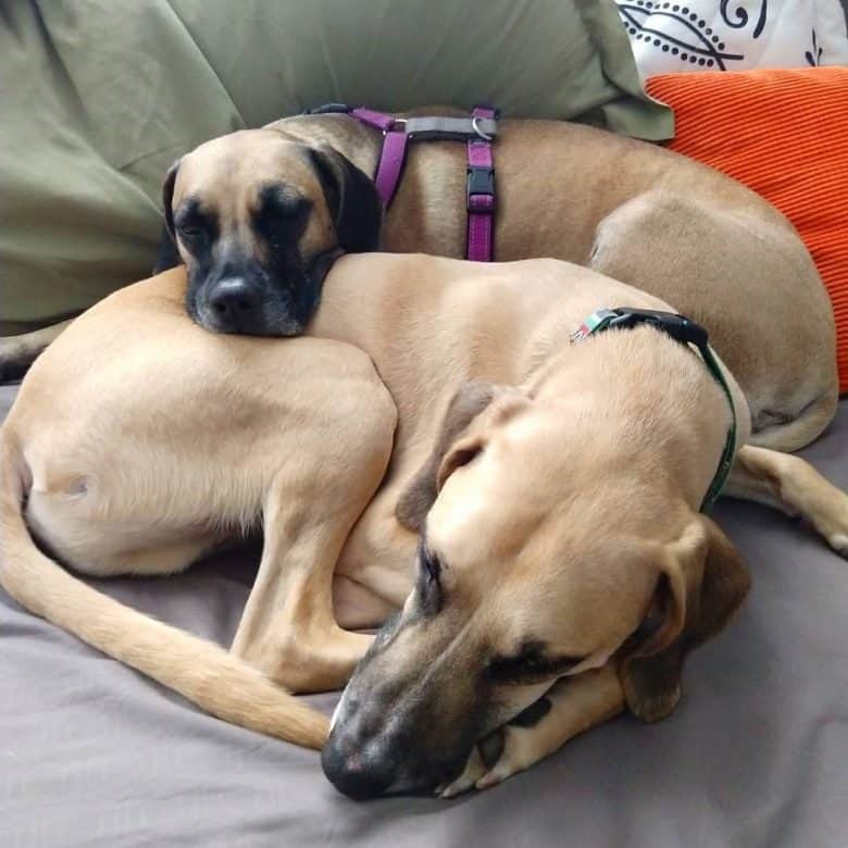 black mouth cur shedding