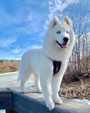 White Husky with a fluffy coat standing outdoors in winter