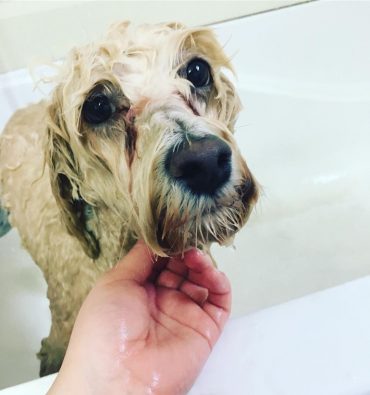 Shih Poo with tear stains in the bath tub