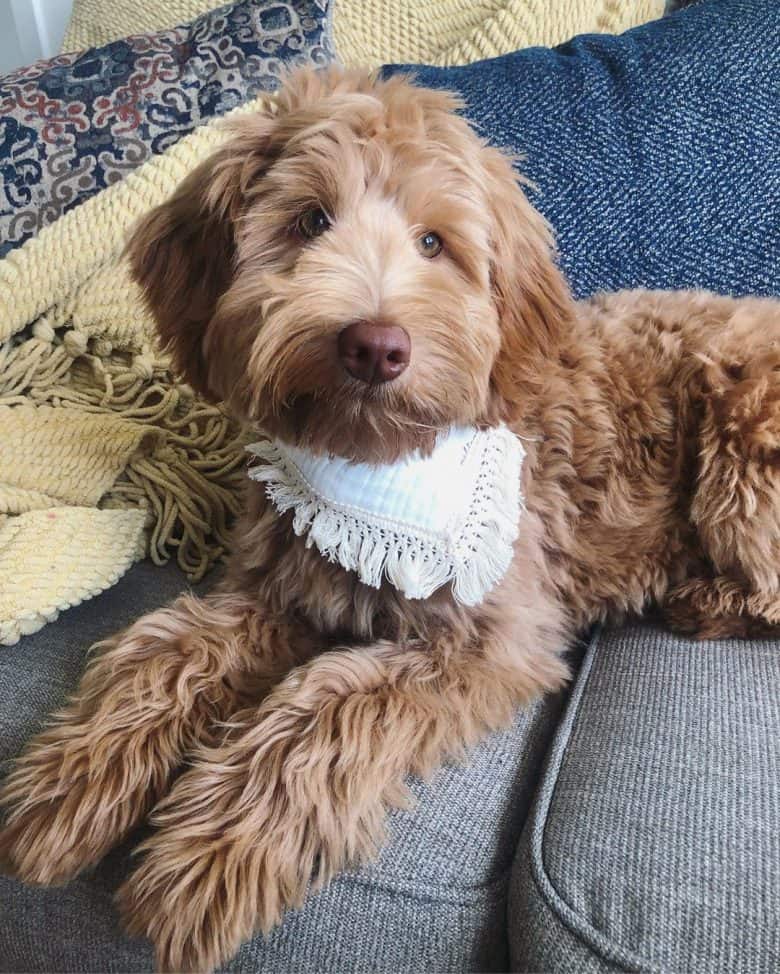 aussie labradoodle puppy