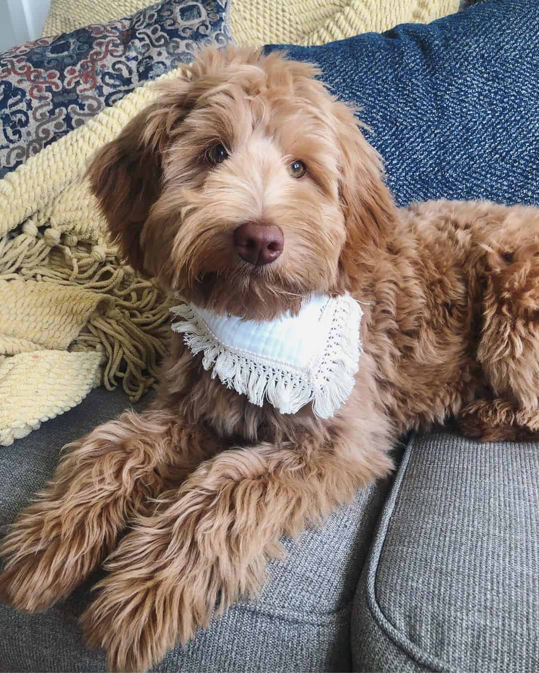 mini teddy bear labradoodles