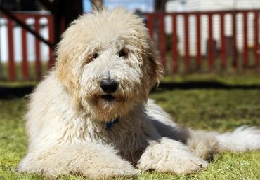 A furry Goldendoodle in a fenced yard