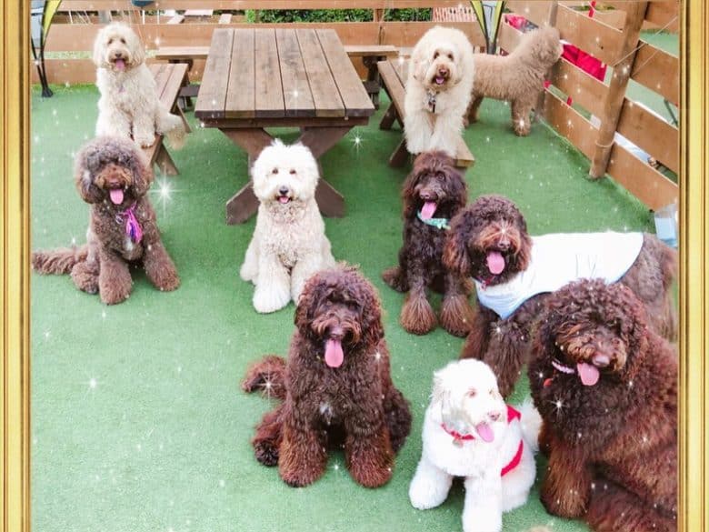 Lots of Australian Labradoodles posing for a picture together