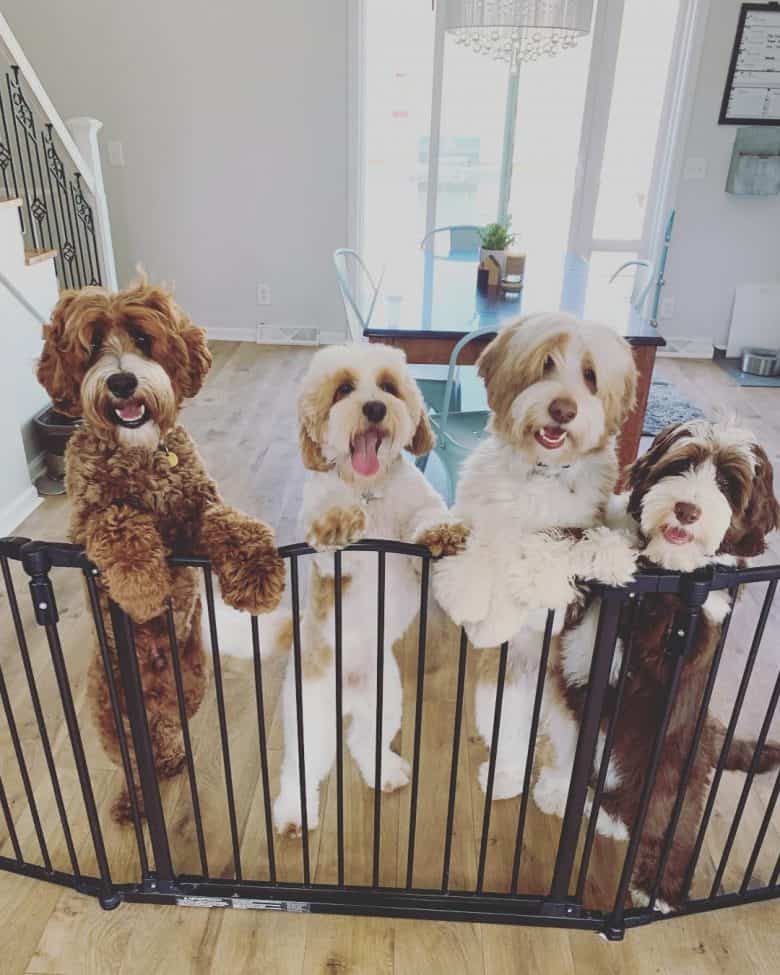 Australian Labradoodles excited to see their owner