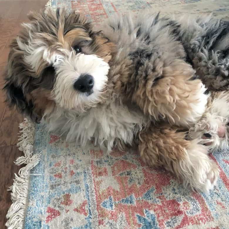 mini australian labradoodle puppies