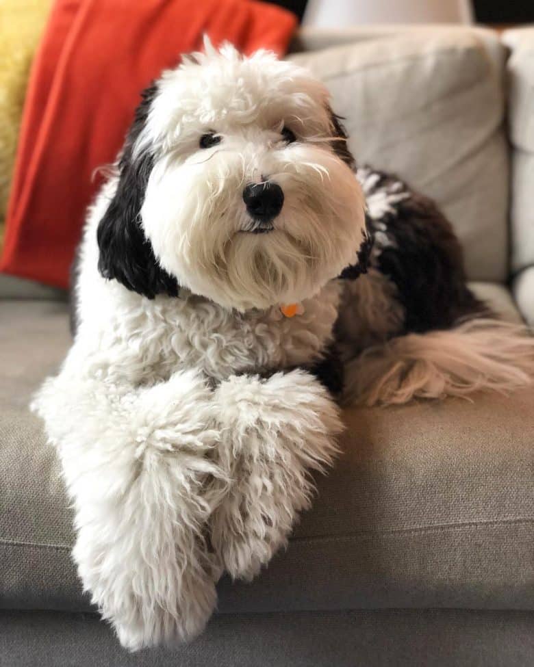 australian labradoodle aussiedoodle